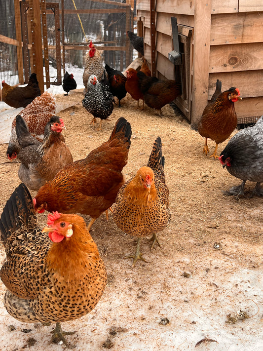 Backyard Mix Chick Pre Orders