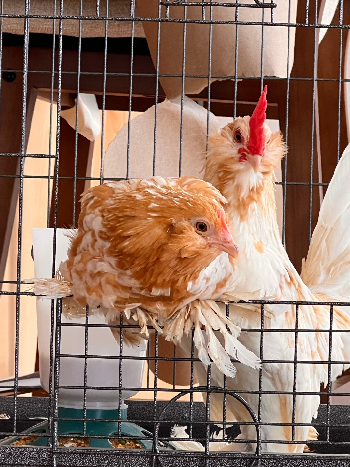 Golden Bearded D’uccle Hatching Eggs