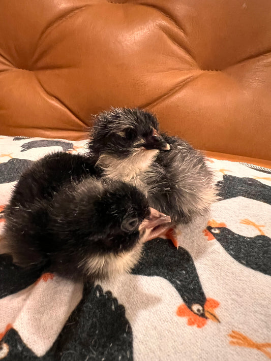 Black/Black Copper Marans Chick Pre Orders - Chance of Black Americana.