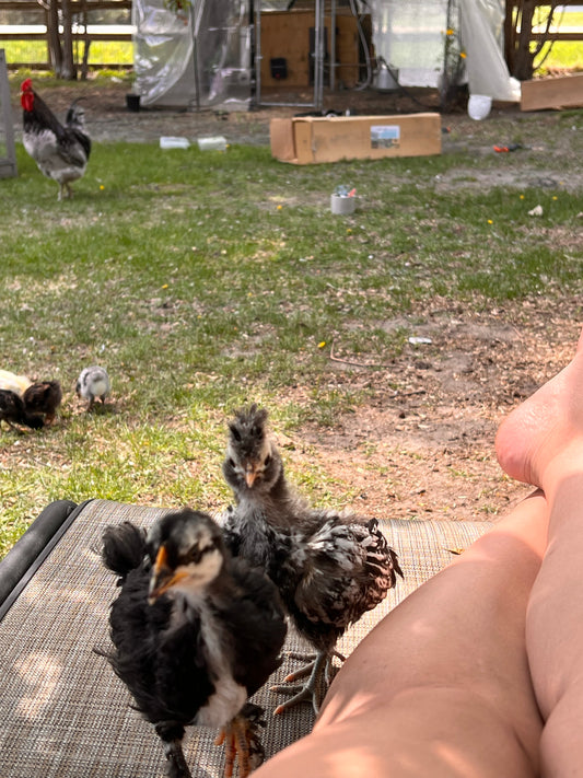 Black/Black Copper Marans Hatching Eggs - Brown & Greens