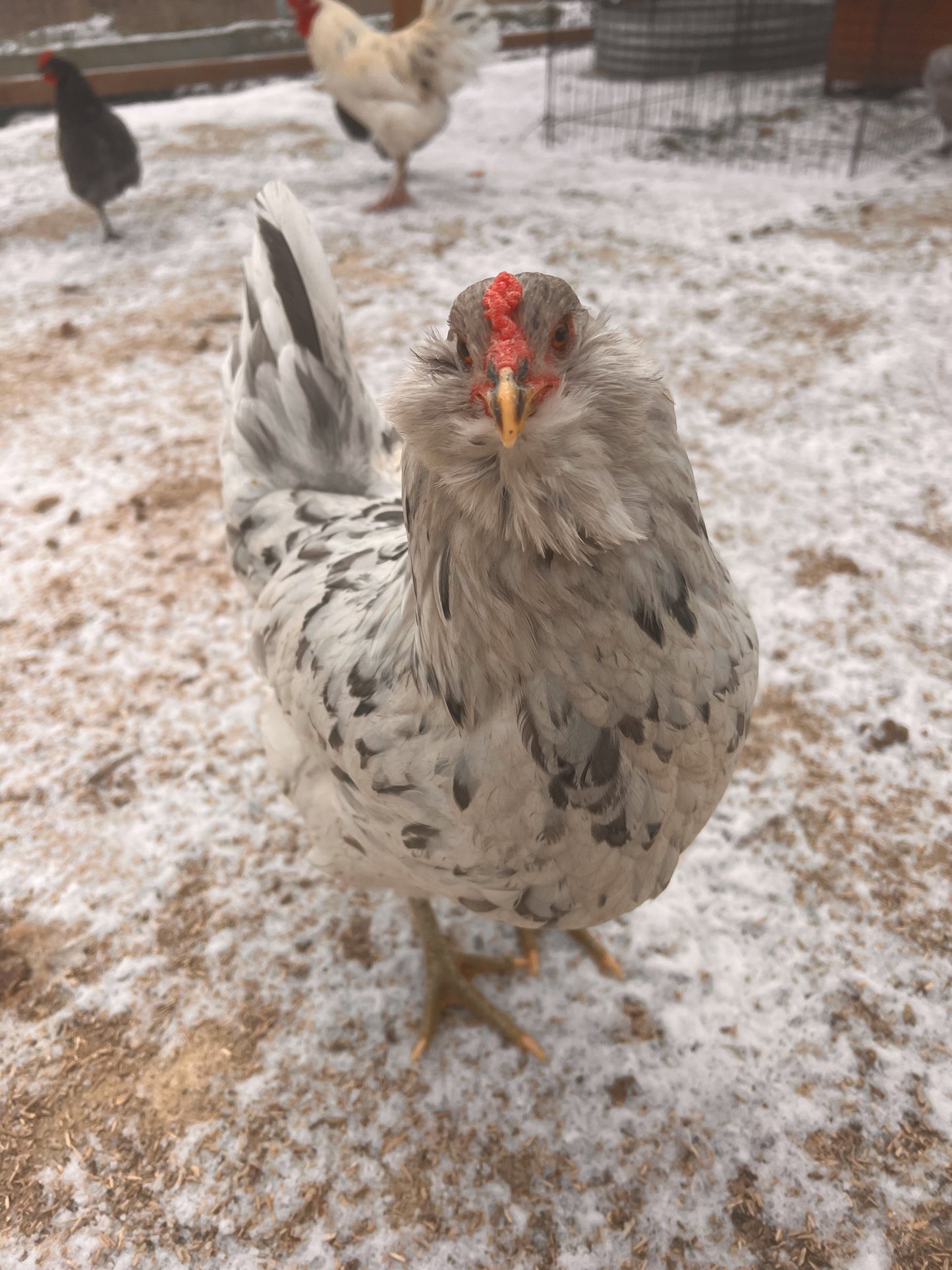Backyard Mix Chick Pre Orders