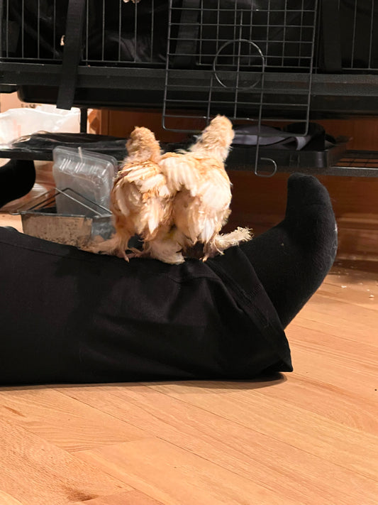 Golden Bearded D’uccle - Chick Pre Orders