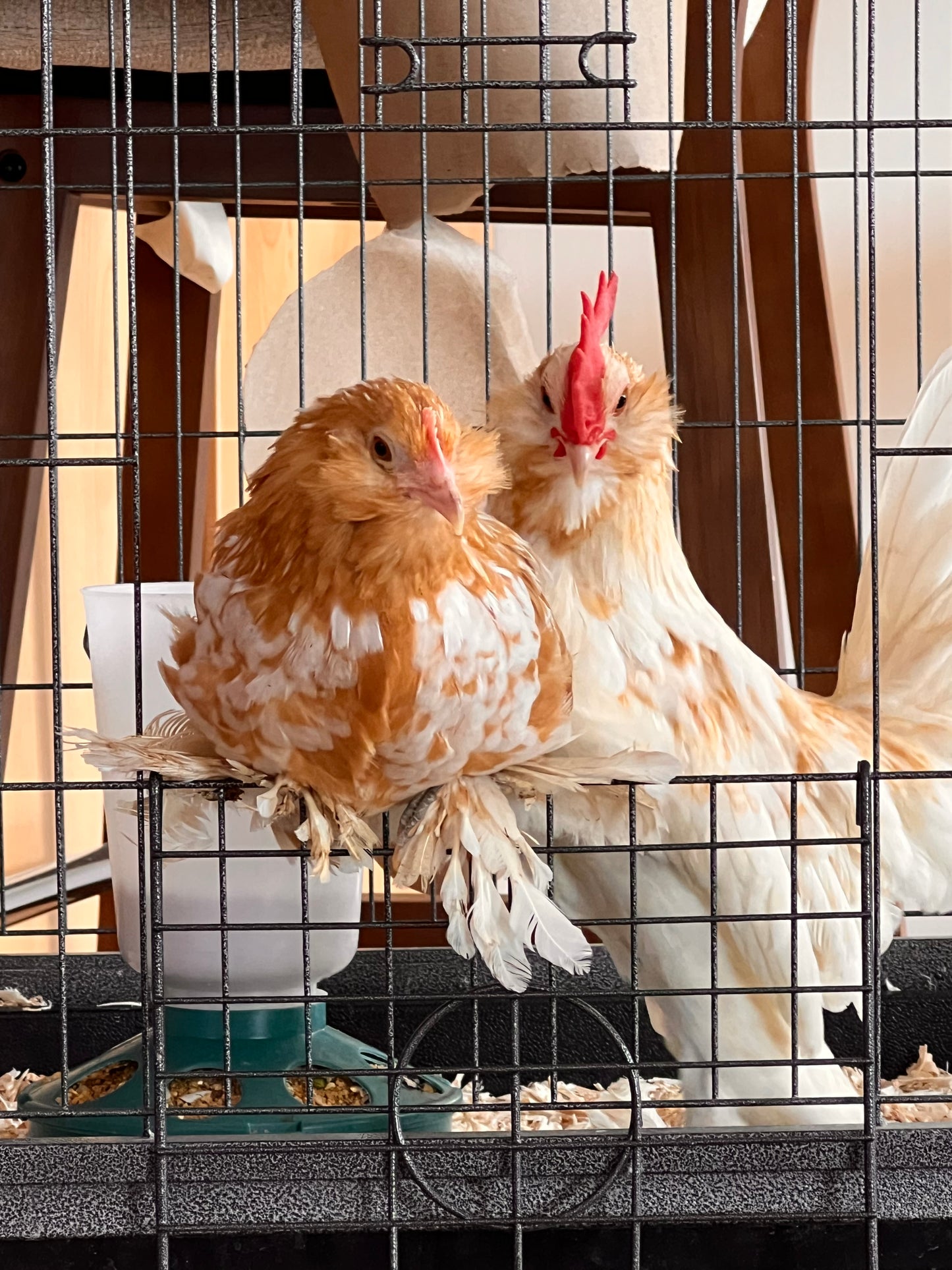 Golden Bearded D’uccle Hatching Eggs