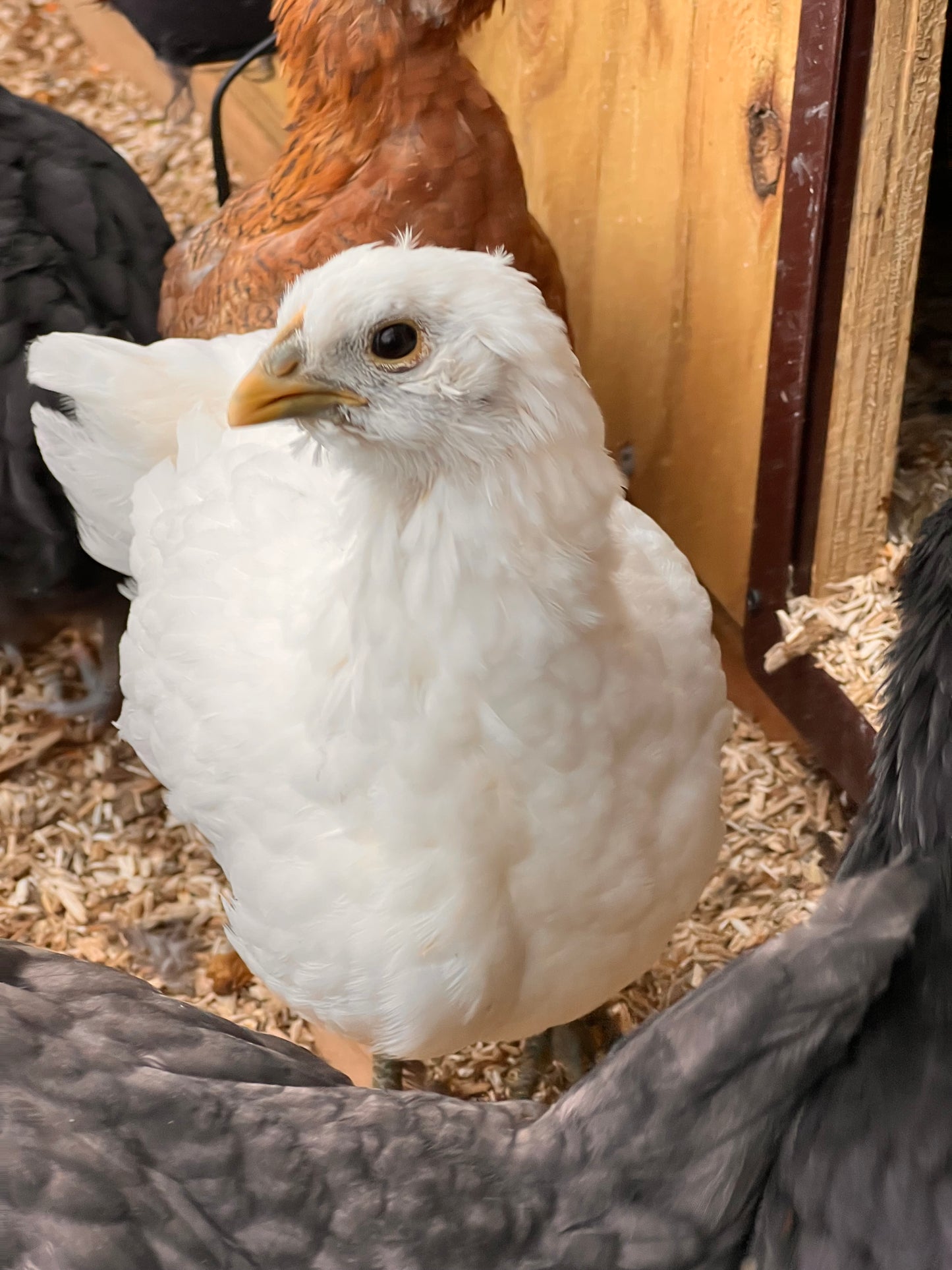Backyard Mix Chick Pre Orders
