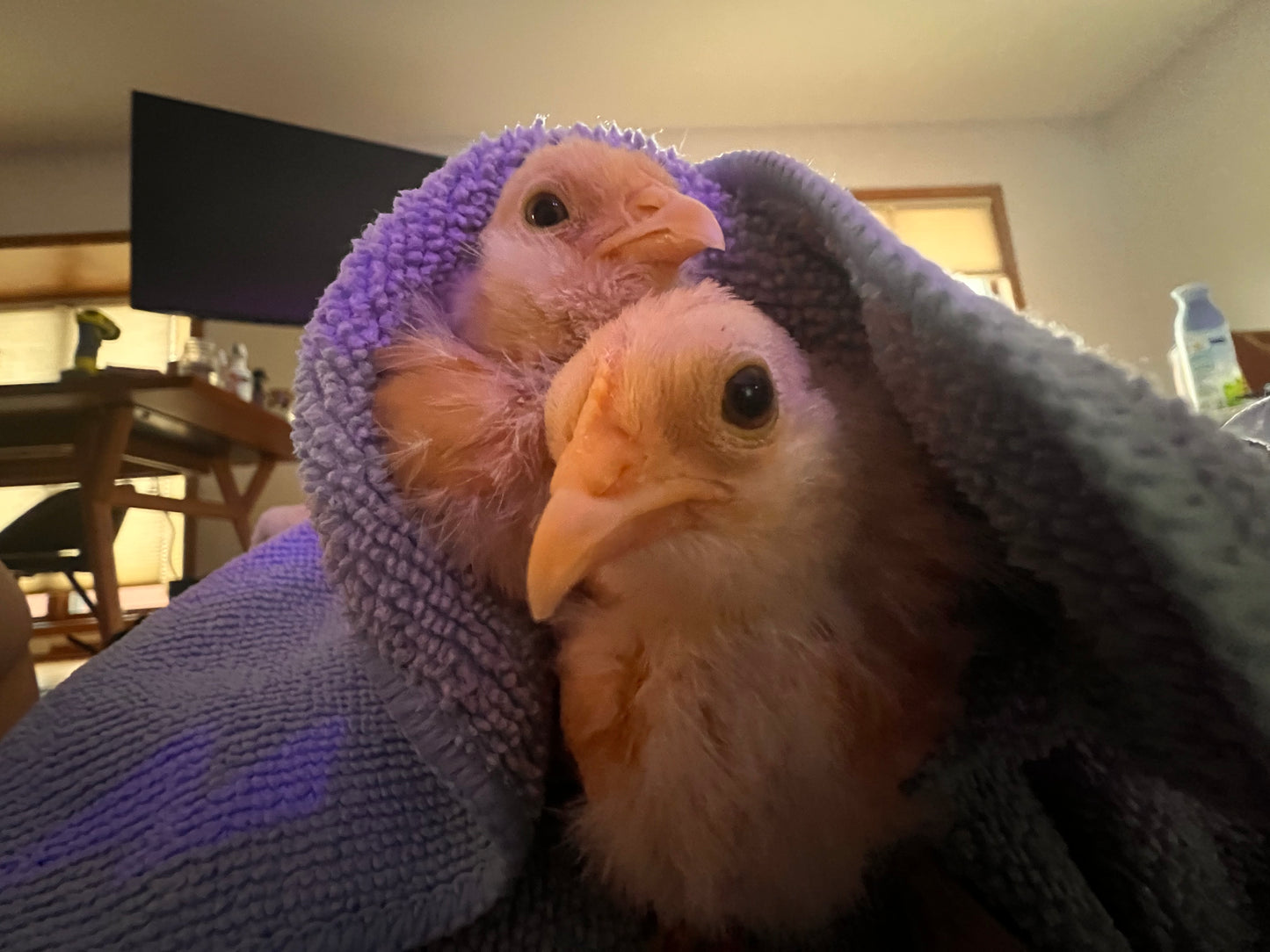Golden Bearded D’uccle - Chick Pre Orders
