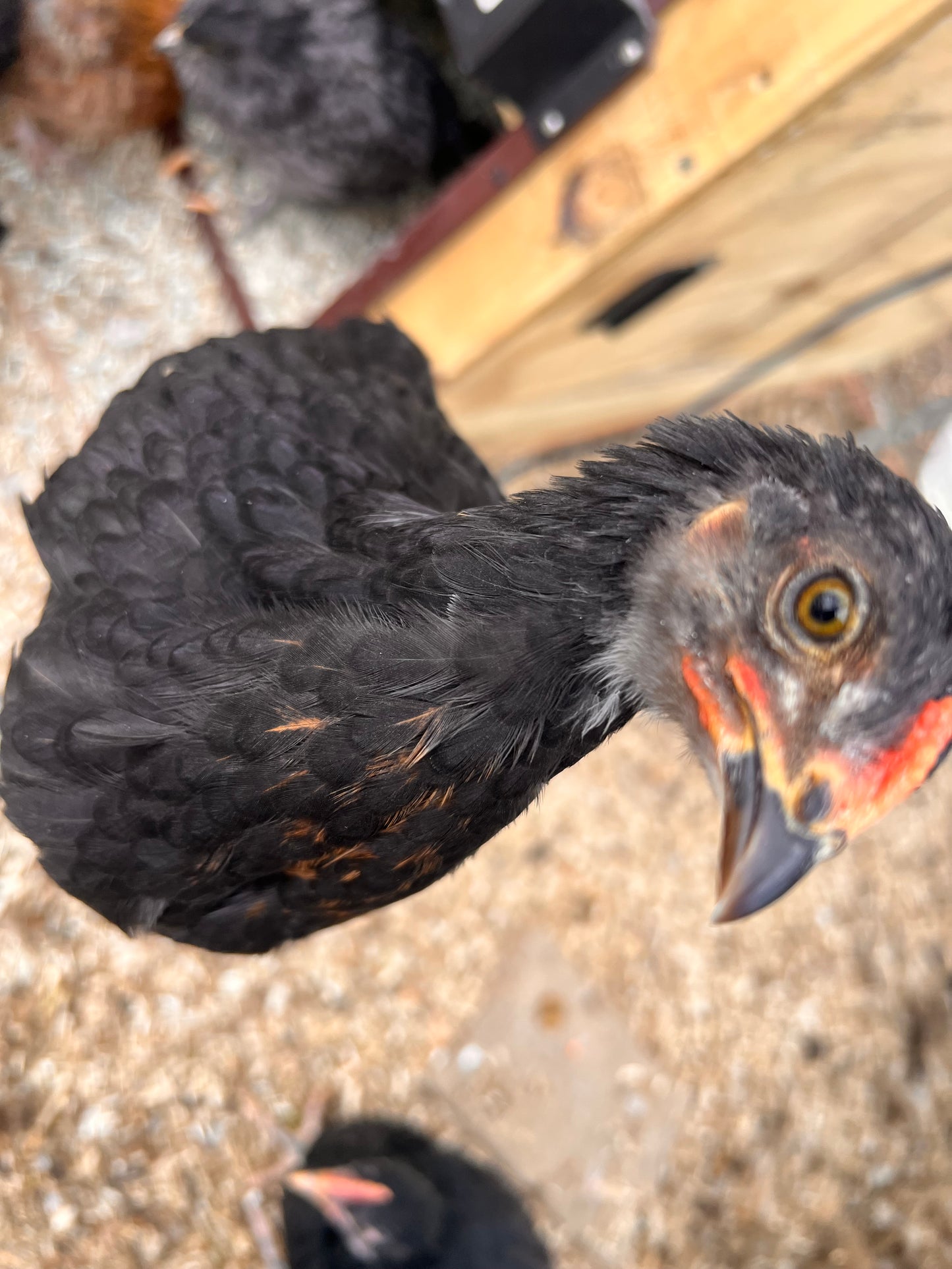 Backyard Mix Chick Pre Orders