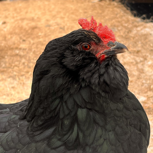 Black/Black Copper Marans Hatching Eggs - Brown & Greens