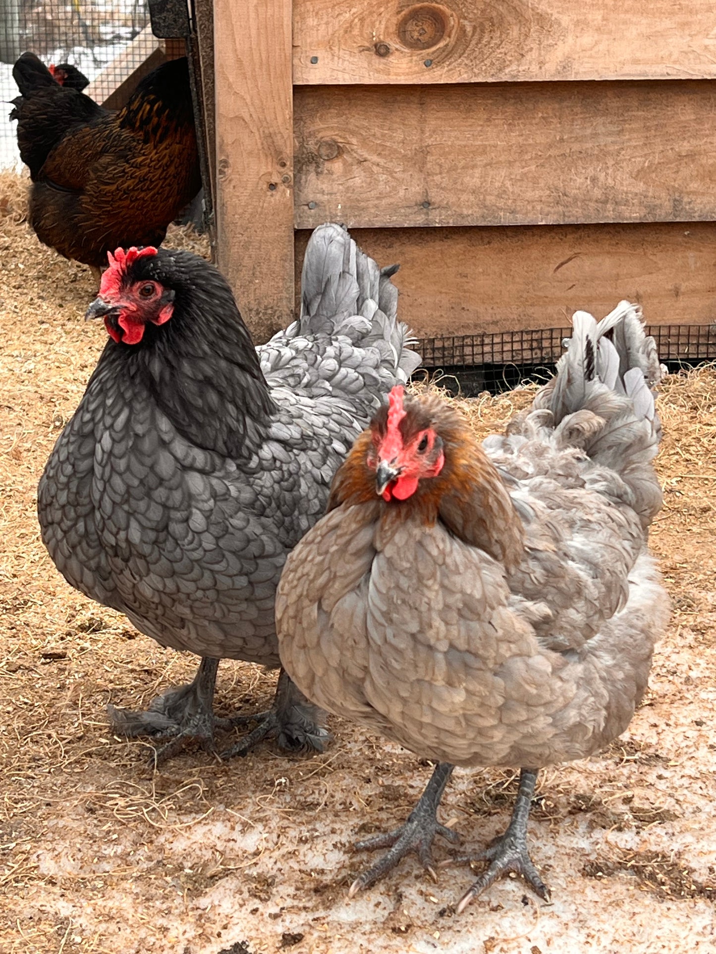 Backyard Mix Chick Pre Orders
