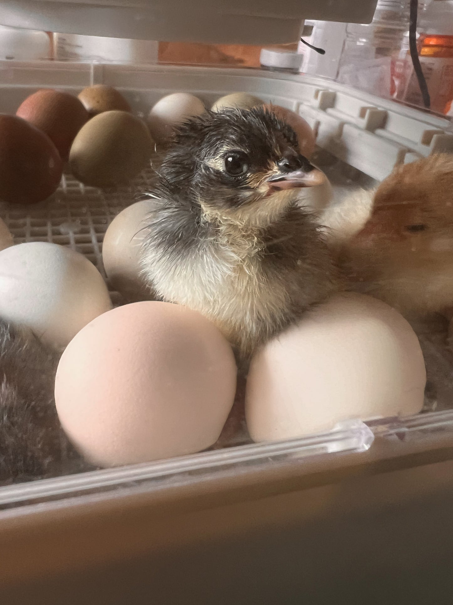 Black/Black Copper Marans Chick Pre Orders - Chance of Black Americana.