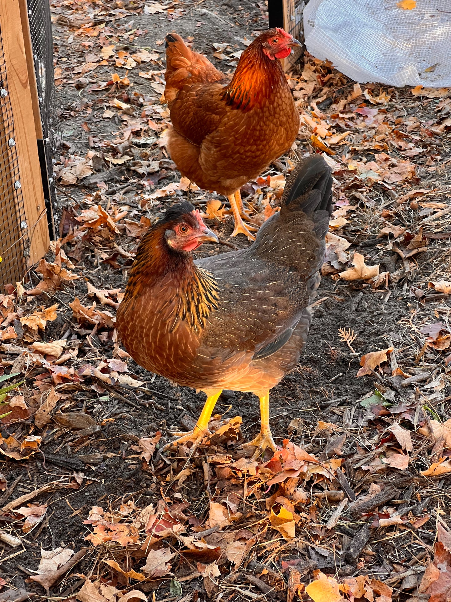 Backyard Mix Chick Pre Orders