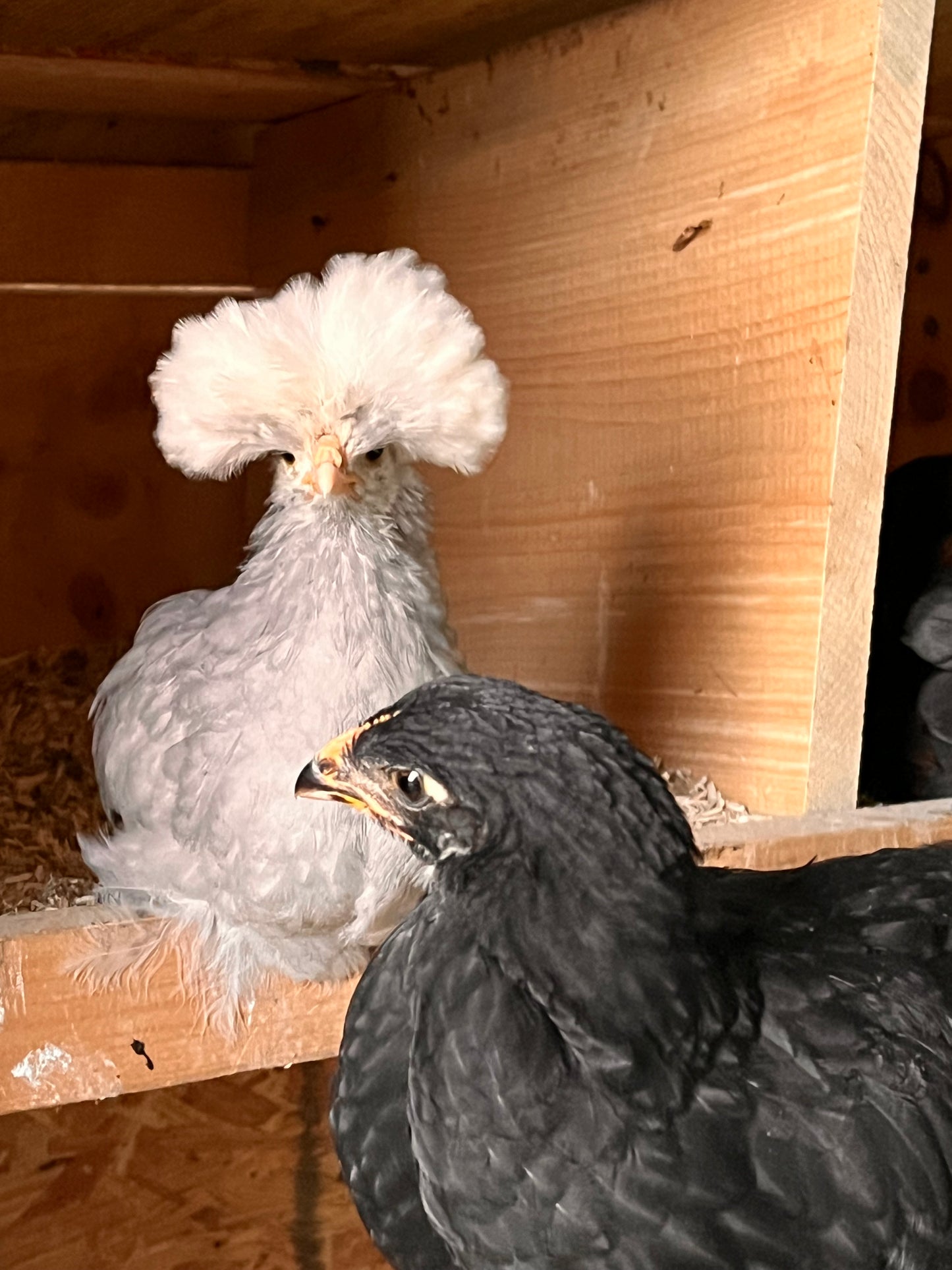 Black/Black Copper Marans Hatching Eggs - Brown & Greens