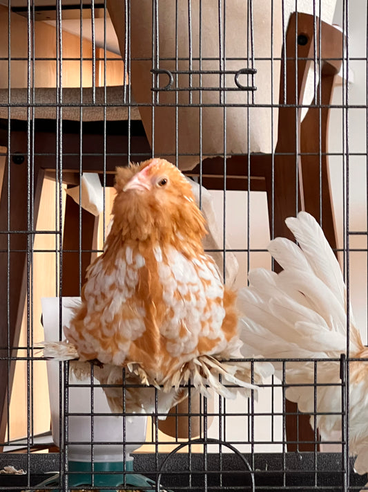 Golden Bearded D’uccle Hatching Eggs