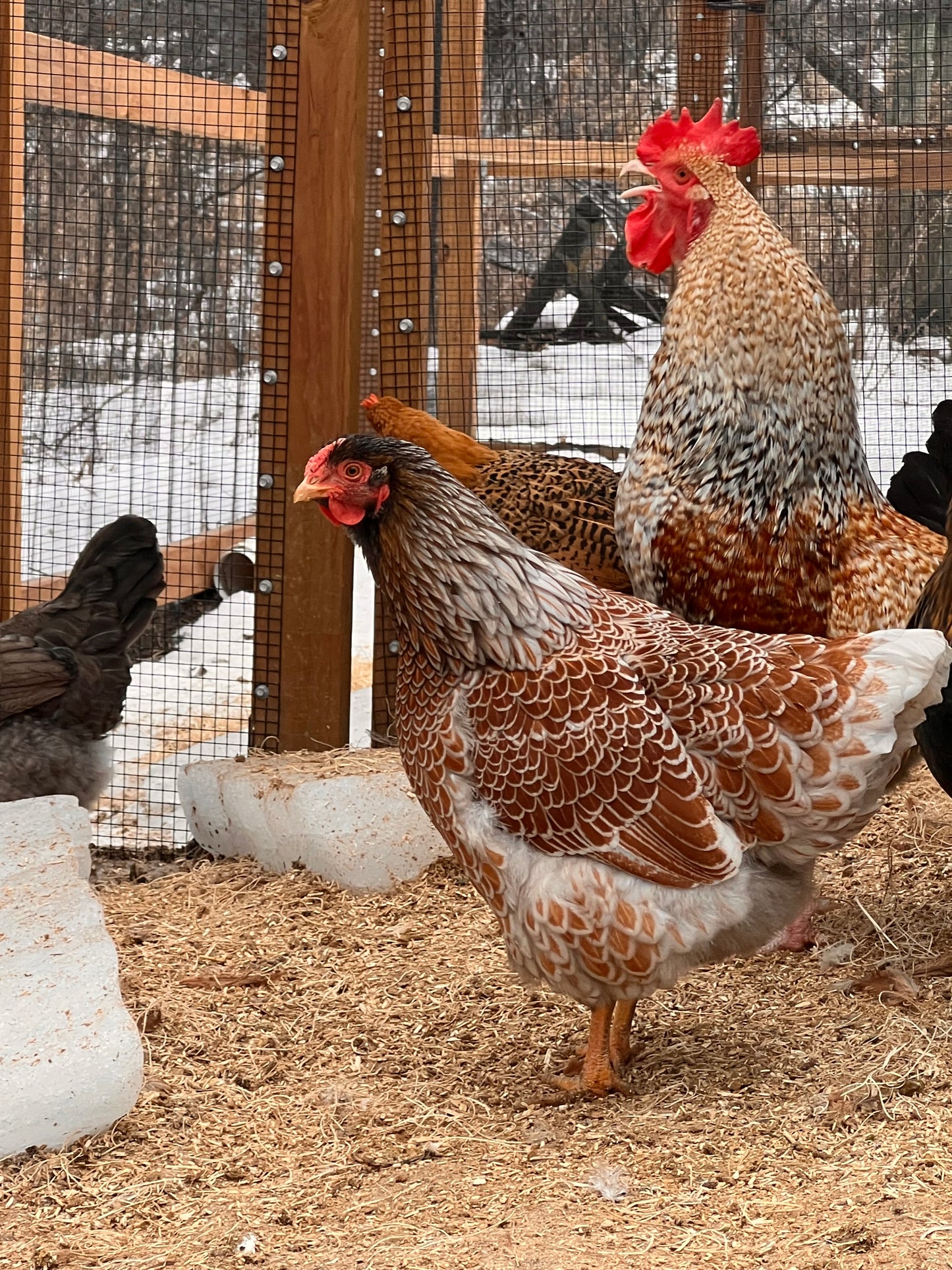 Backyard Mix Chick Pre Orders