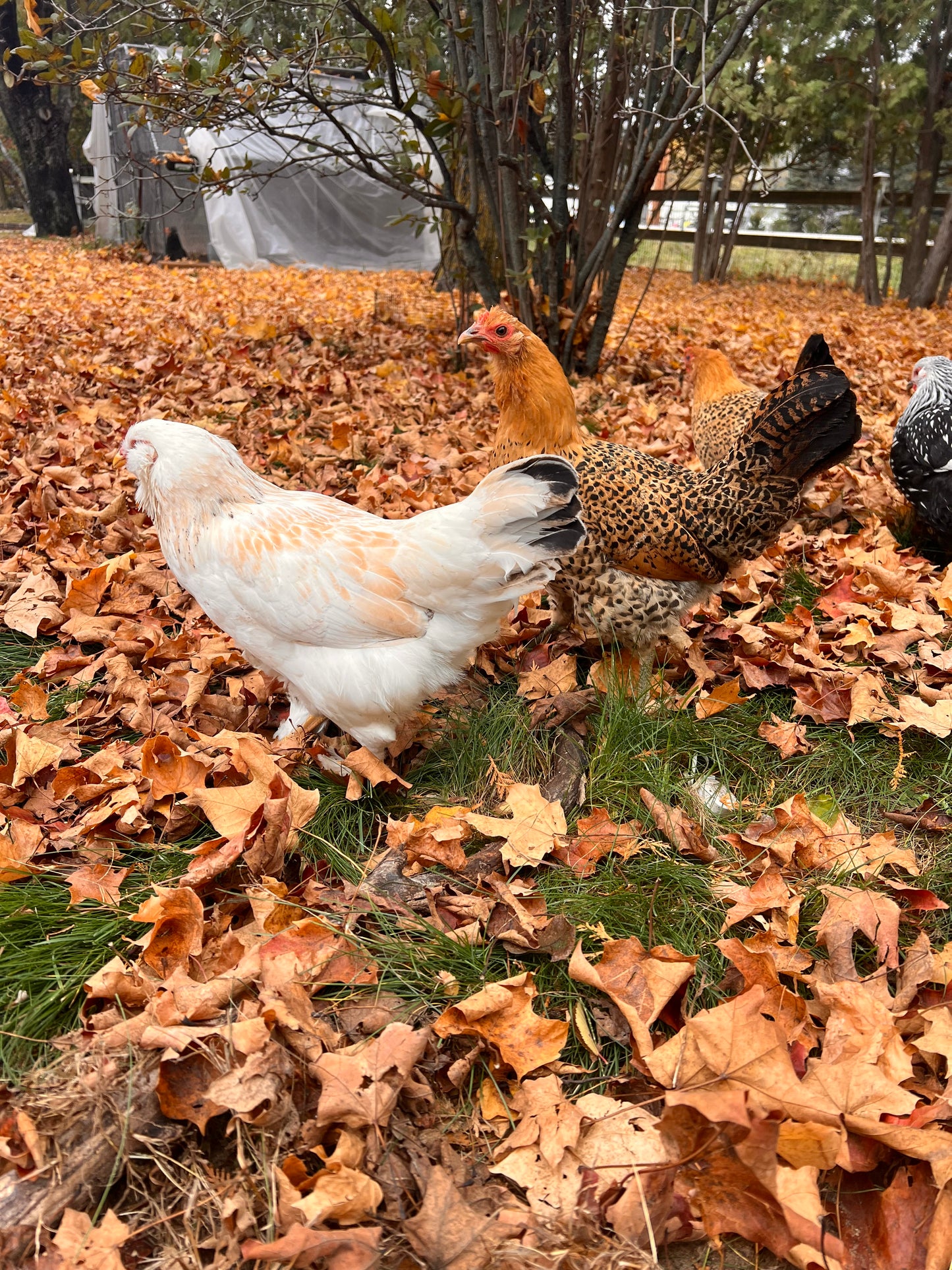 Backyard Mix Chick Pre Orders