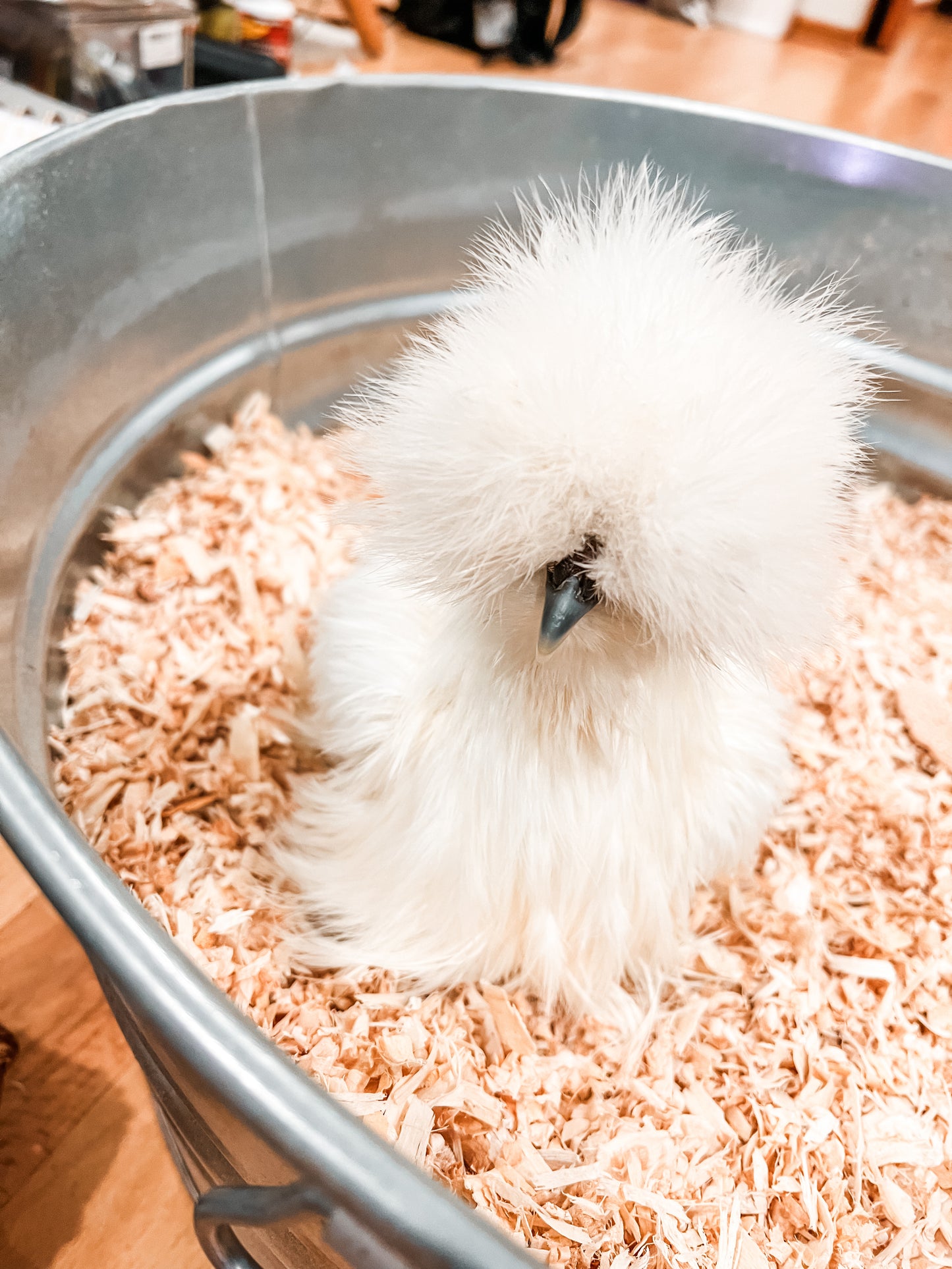 Silkie Chicks