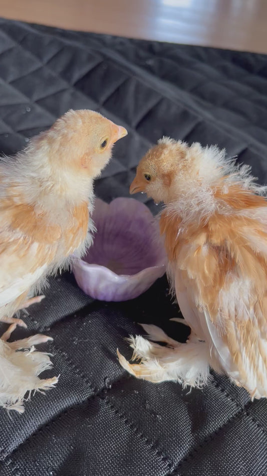Golden Bearded D’uccle - Chick Pre Orders